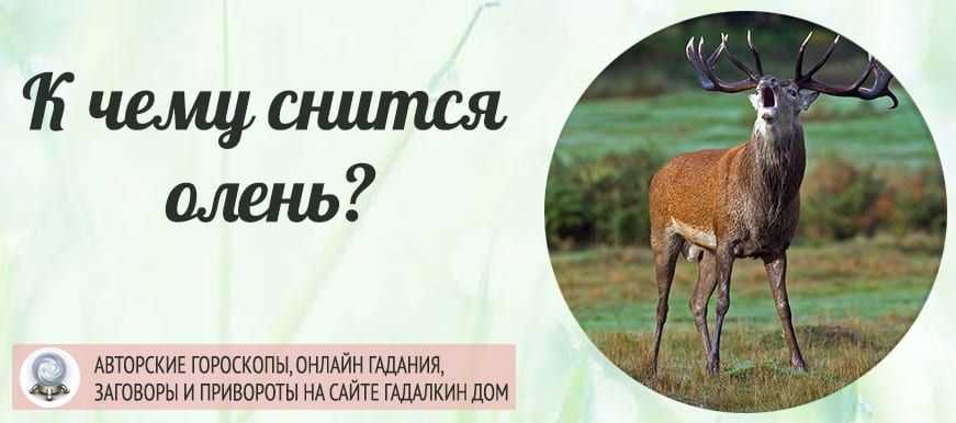 Олень во снах, к чему снится, трактовки различных сонников