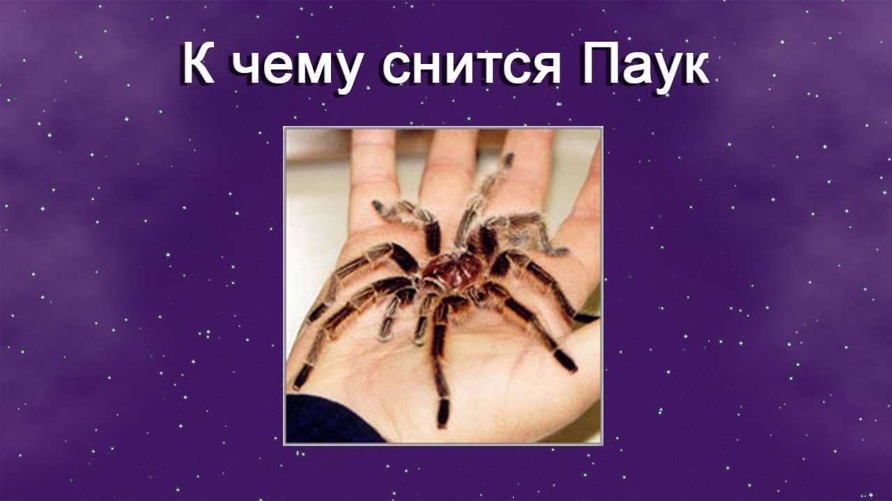 К чему снятся пауки: толкование в разных сонниках