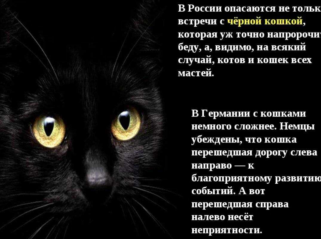 Видеть во сне кошку