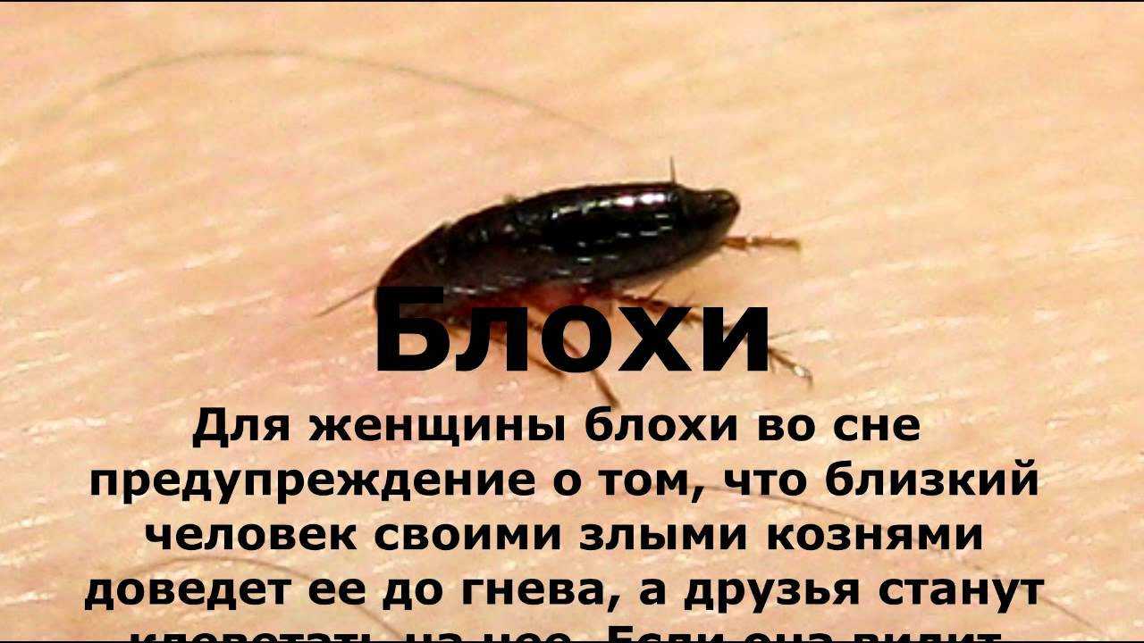 К чему снятся гниды: белые, большие, на голове, давить гнид во сне.