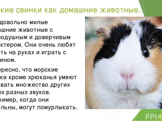 Сонник онлайн – толкование снов бесплатно