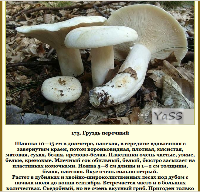 Сон про грузди, к чему снится, трактовка сна в различных сонниках