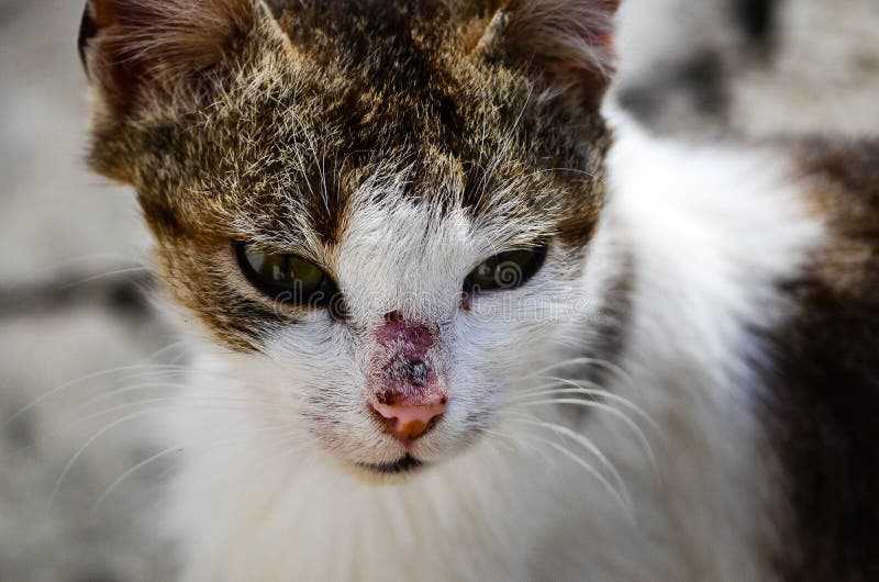 К чему снится черный кот. сонники про черного кота во сне женщины