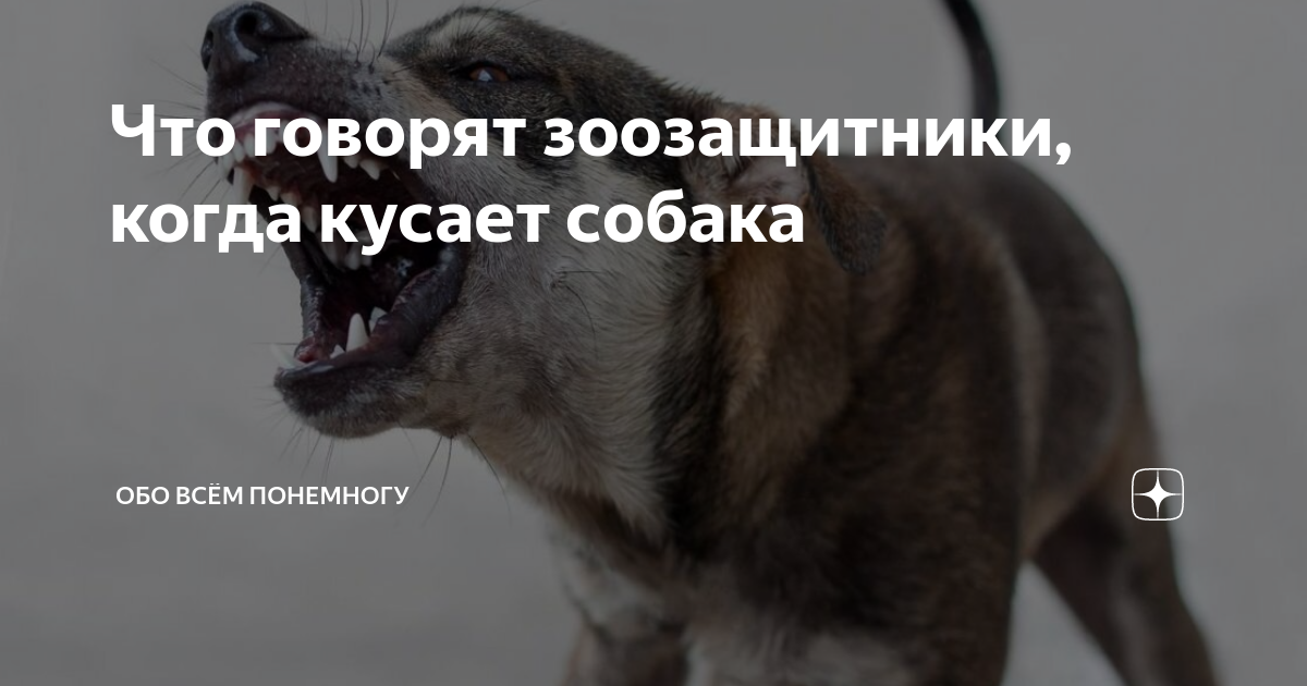 К чему снится овчарка женщине