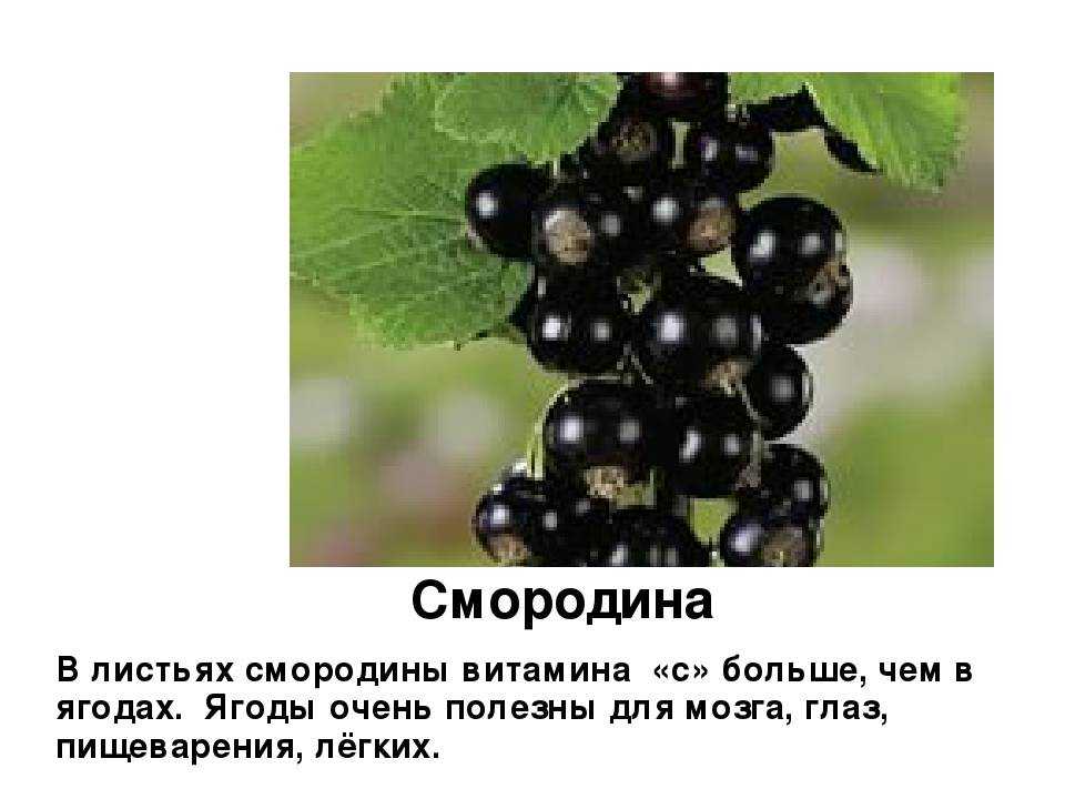К чему снится смородина. сон смородина черная и крупная на кустах