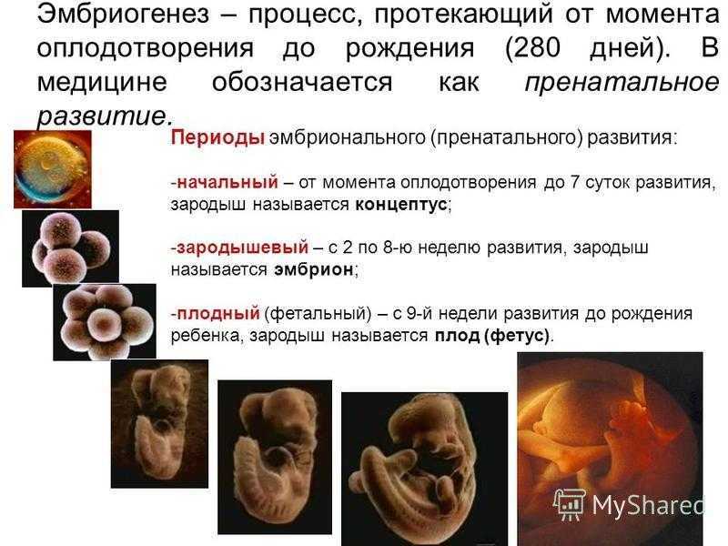 Сонник зародыш: к чему снится и что означает сон?