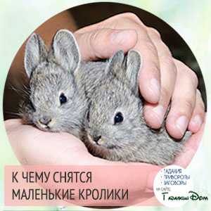 К чему снится кролик - значение сна кролик по соннику