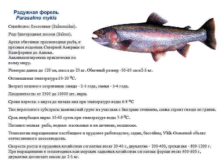 Рыба северная: полный список с описанием и фото