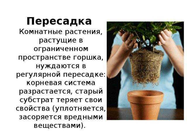 К чему снится сажать цветы во сне: значение в сонниках
