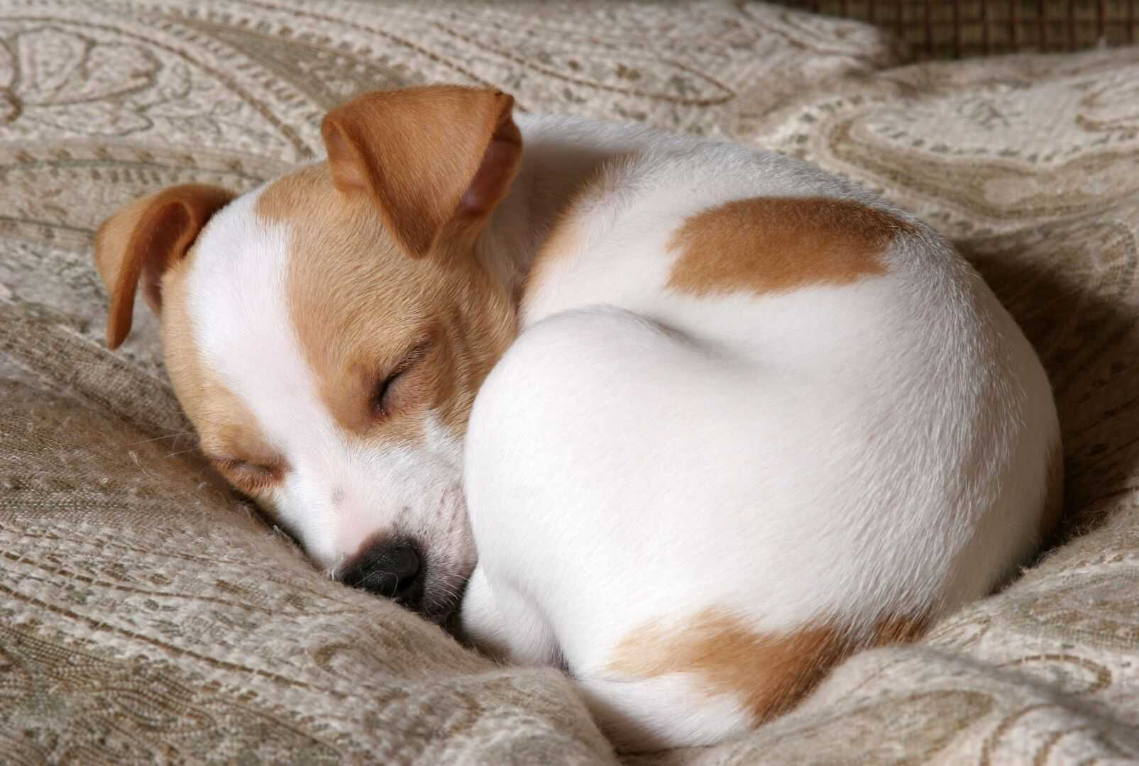 К чему снится собака 🐕 — топ толкований сна 😵 по 50 сонникам: что означает для мужчины или женщины видеть больную и слепую собачку либо завести большого пса