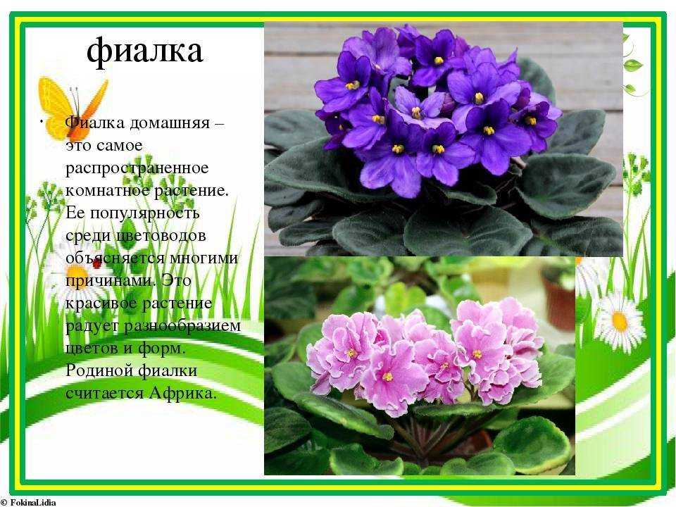 К чему снится фиалка. видеть во сне фиалка - сонник дома солнца