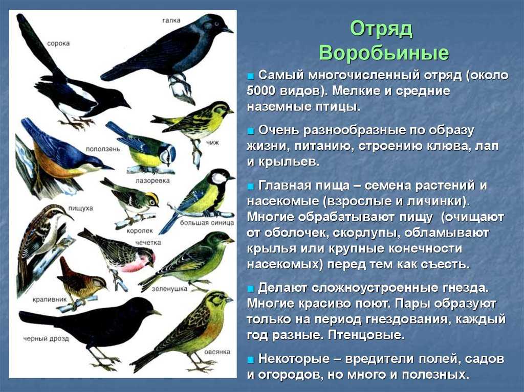 8 удивительных фактов об альбатросах | знание – свет