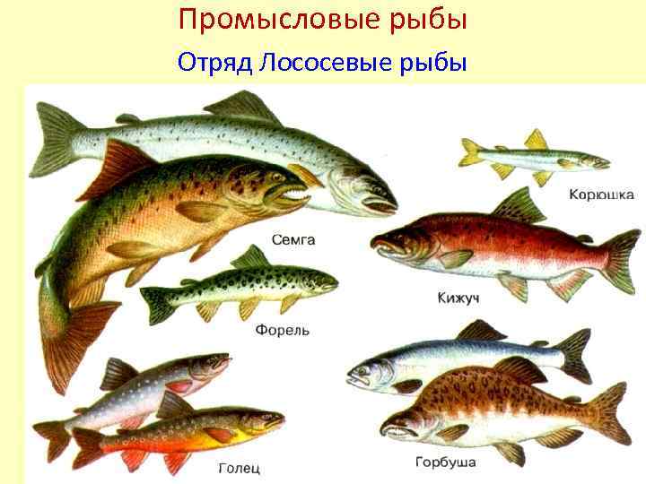 Лососевые рыбы названия, характерные особенности видов, среда обитания, промысел