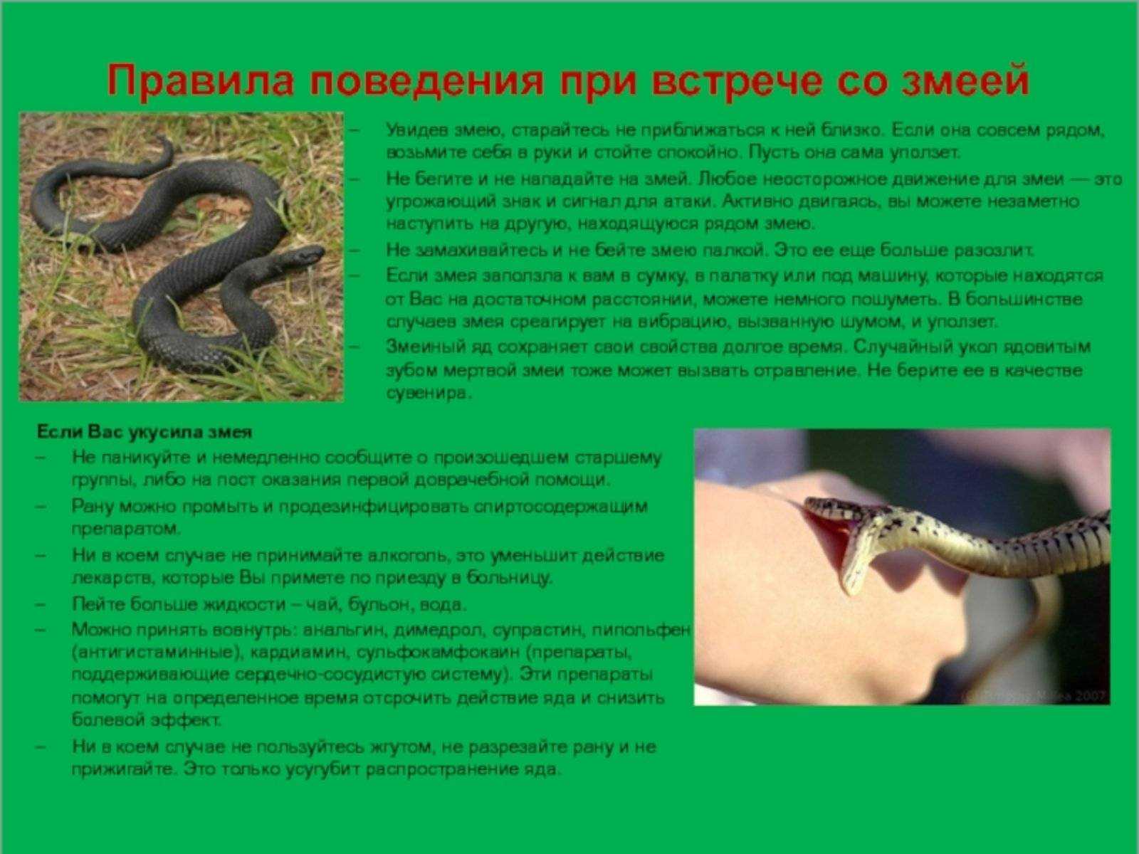 К чему снится черная змея: толкование образа по известным сонникам