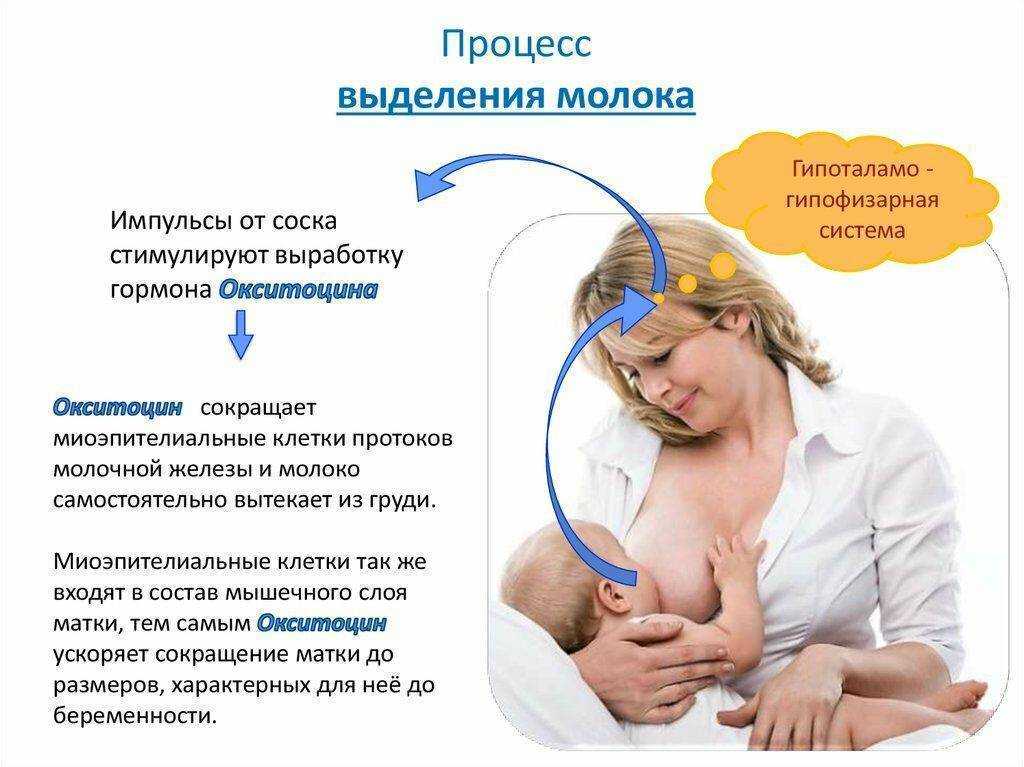 К чему снится  молоко во сне — по 90 сонникам! если видишь во сне молоко что значит?
