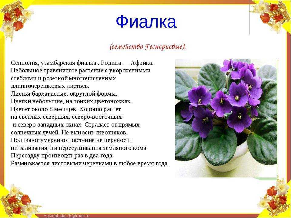 К чему снятся фиалки: значение и толкование, что предвещает, чего ожидать