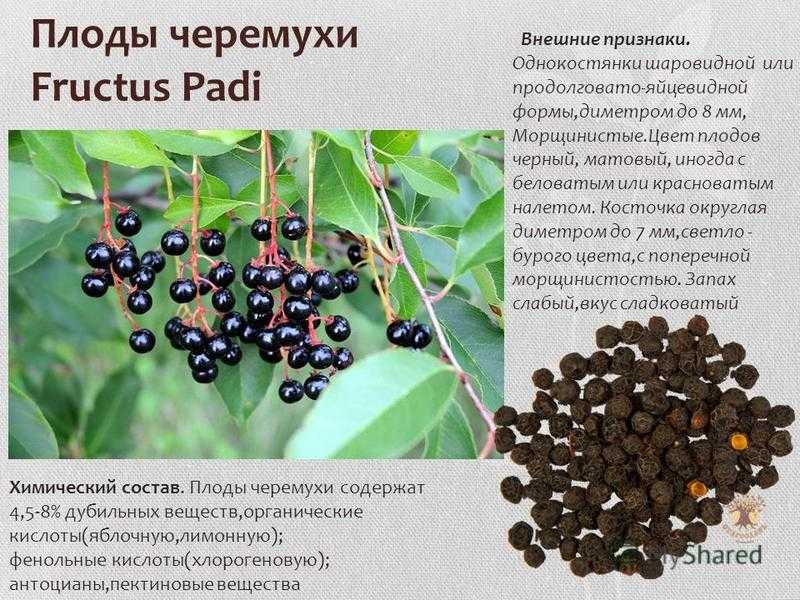 Сонник черемуха: к чему снится и что означает сон?