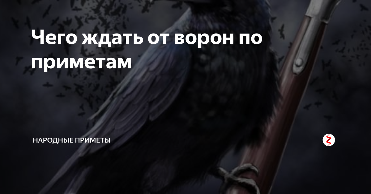 Птица залетела в окно