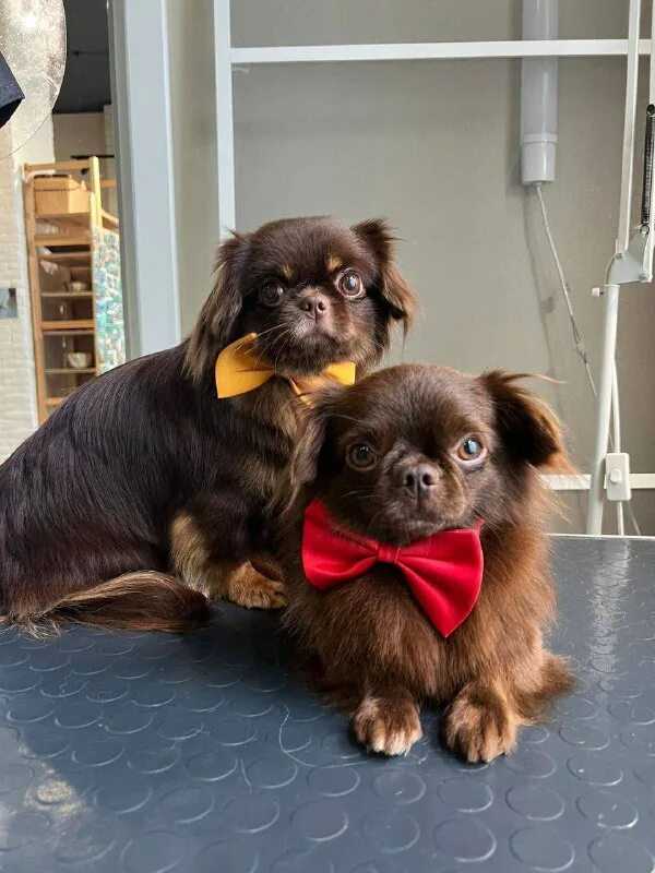 К чему снится маленькая собака 🐶 — 34 подробных толкования ✨ по разным сонникам: что означает гладить, кормить или видеть во сне черную или коричневую собачку