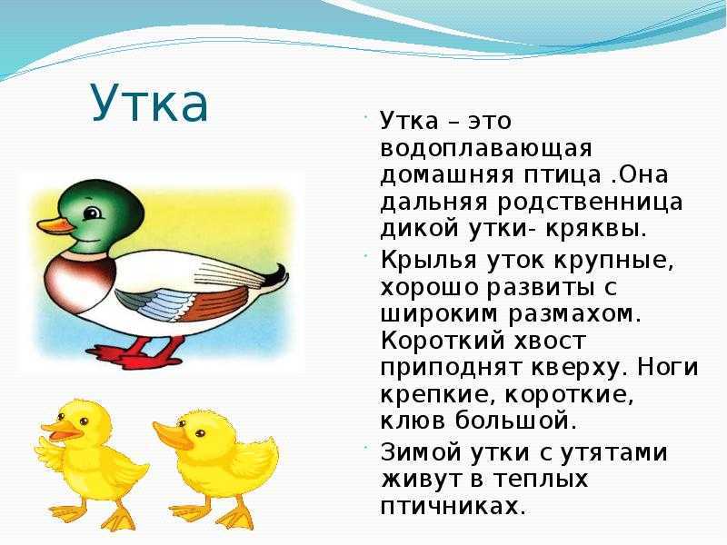 К чему снятся утки - значение сновидения для человека