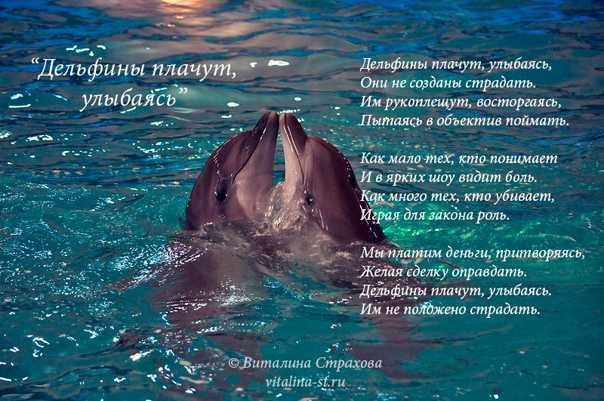 Сонник: к чему во сне женщине снится стая дельфинов в море, воде, бассейне?