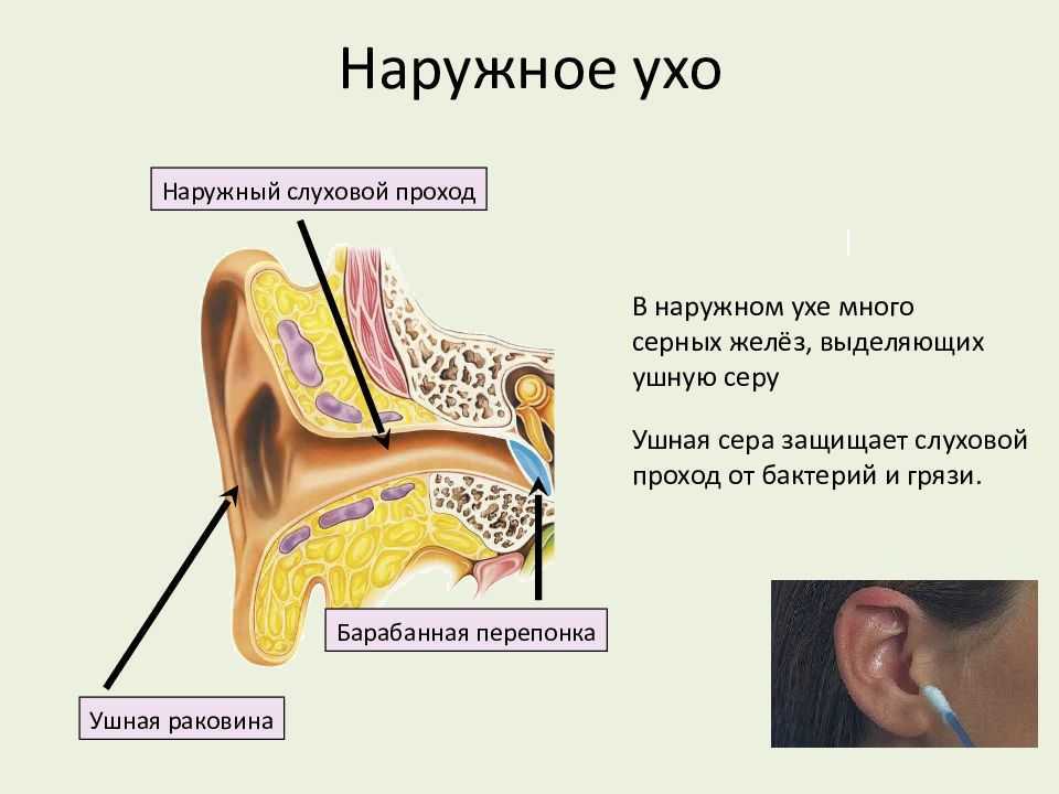 К чему снится ушная сера: чистить во сне уши, доставать или рассматривать грязь; различные толкования
