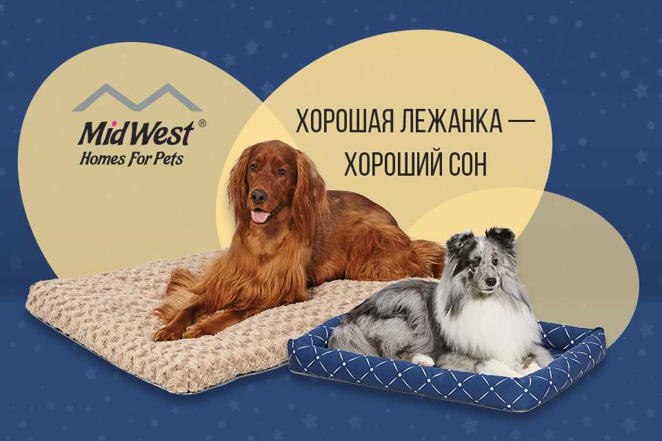 Если приснилась собака которая лижется в лицо