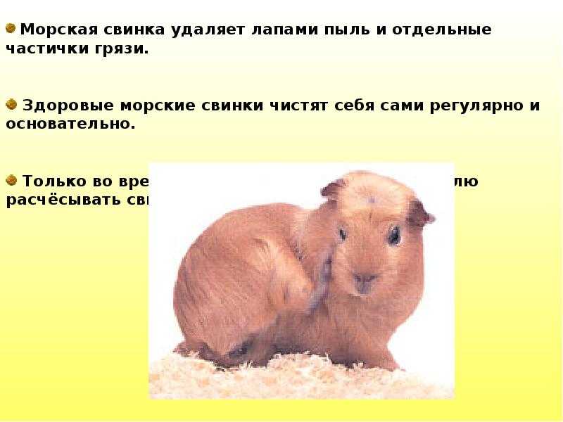 Сонник – толкование снов