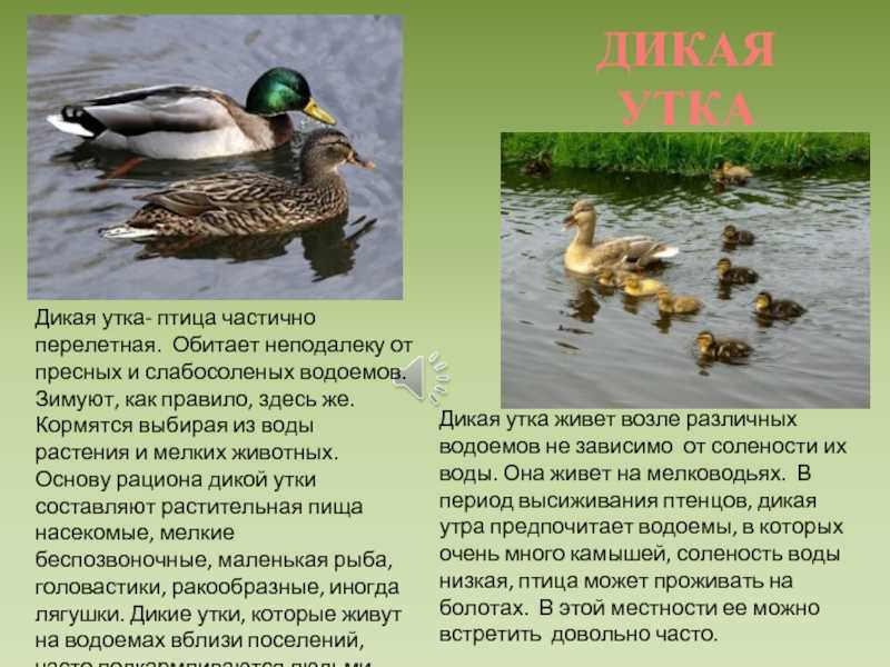 К чему снится утка с утятами: девушкам, женщинам, беременным, мужчинам – толкование по разным сонникам