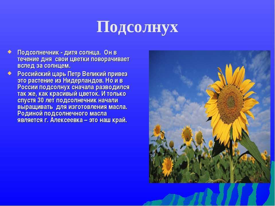 Сонник подсолнух  приснился, к чему снится подсолнух во сне видеть?
