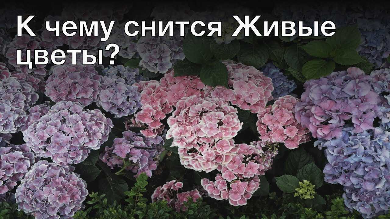 К чему снится рвать цветы