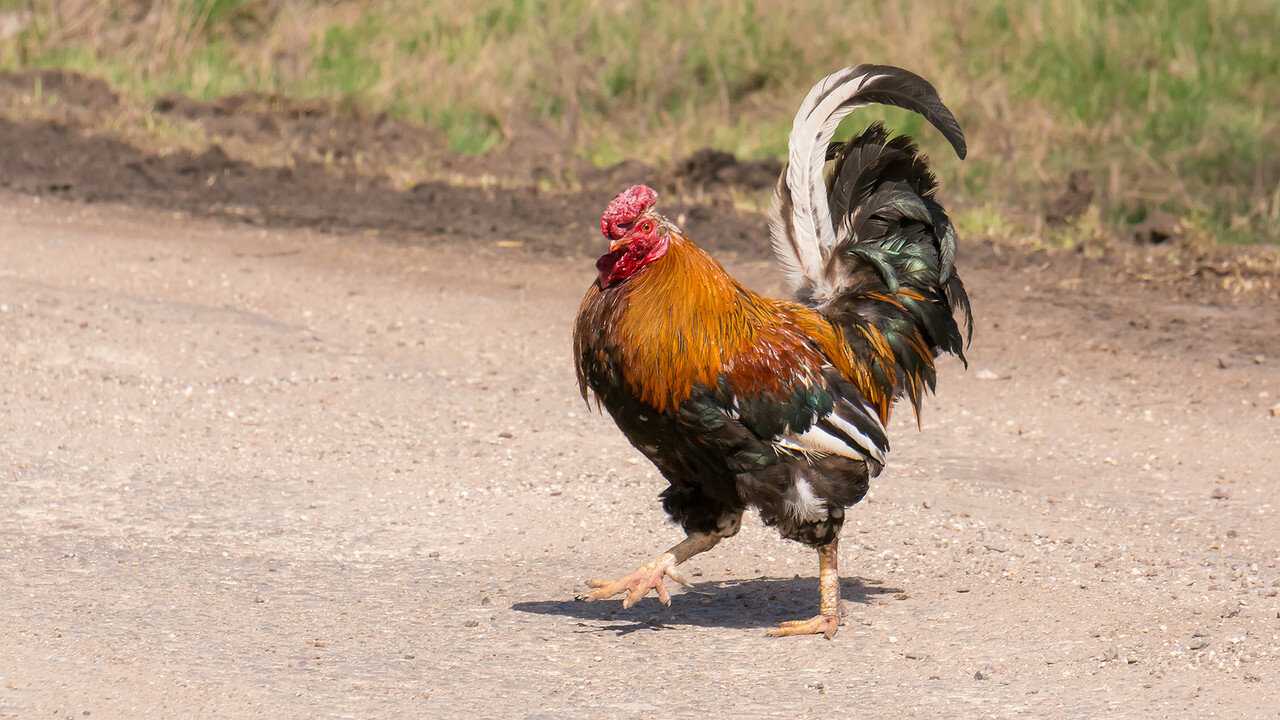 К чему снится петух женщине и мужчине – сонник