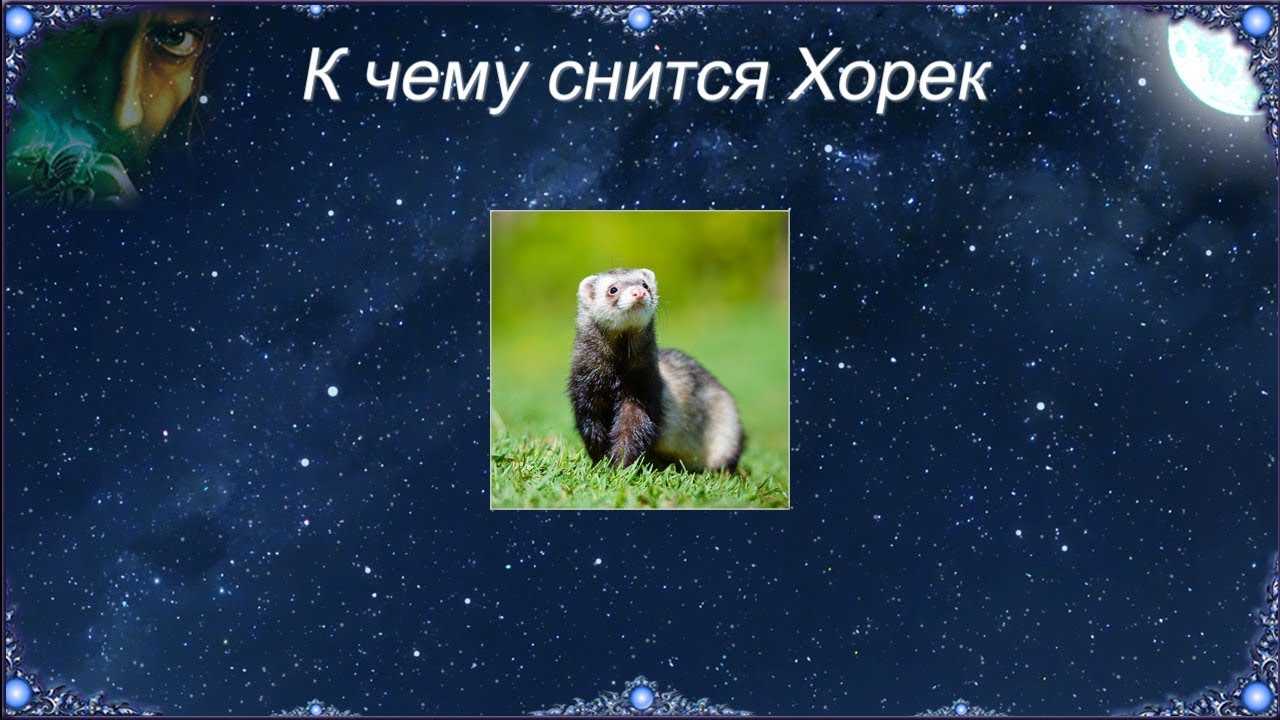 К чему снится хорек: значение ваших снов о хорьках - tolksnov.ru