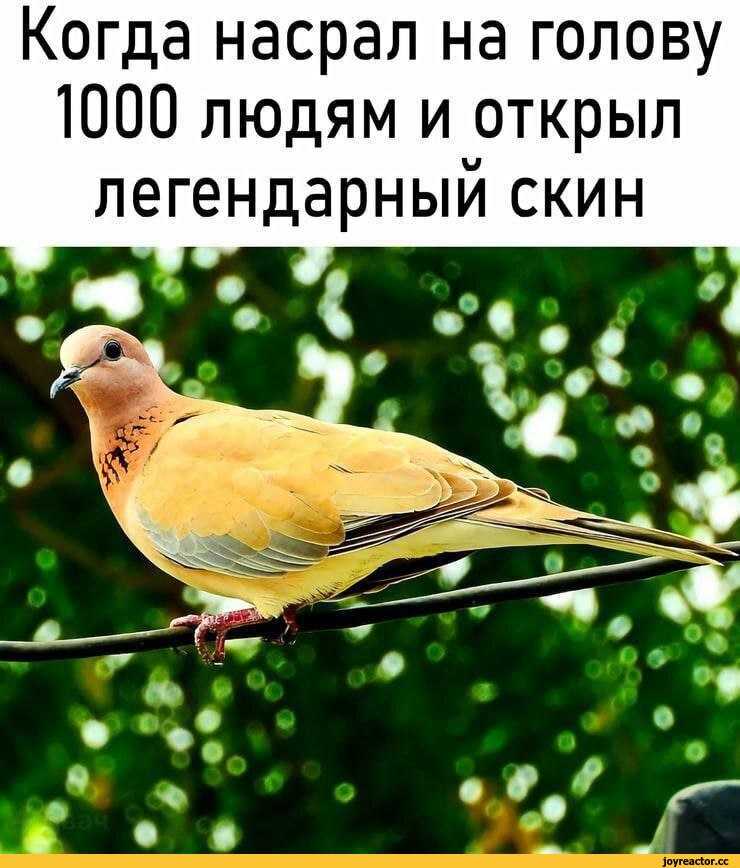 Птица накакала на голову, примета — что значит испачканная одежда, машина