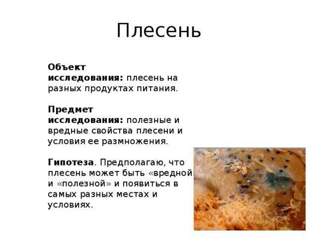 К чему снятся грибы - значение сна грибы по соннику