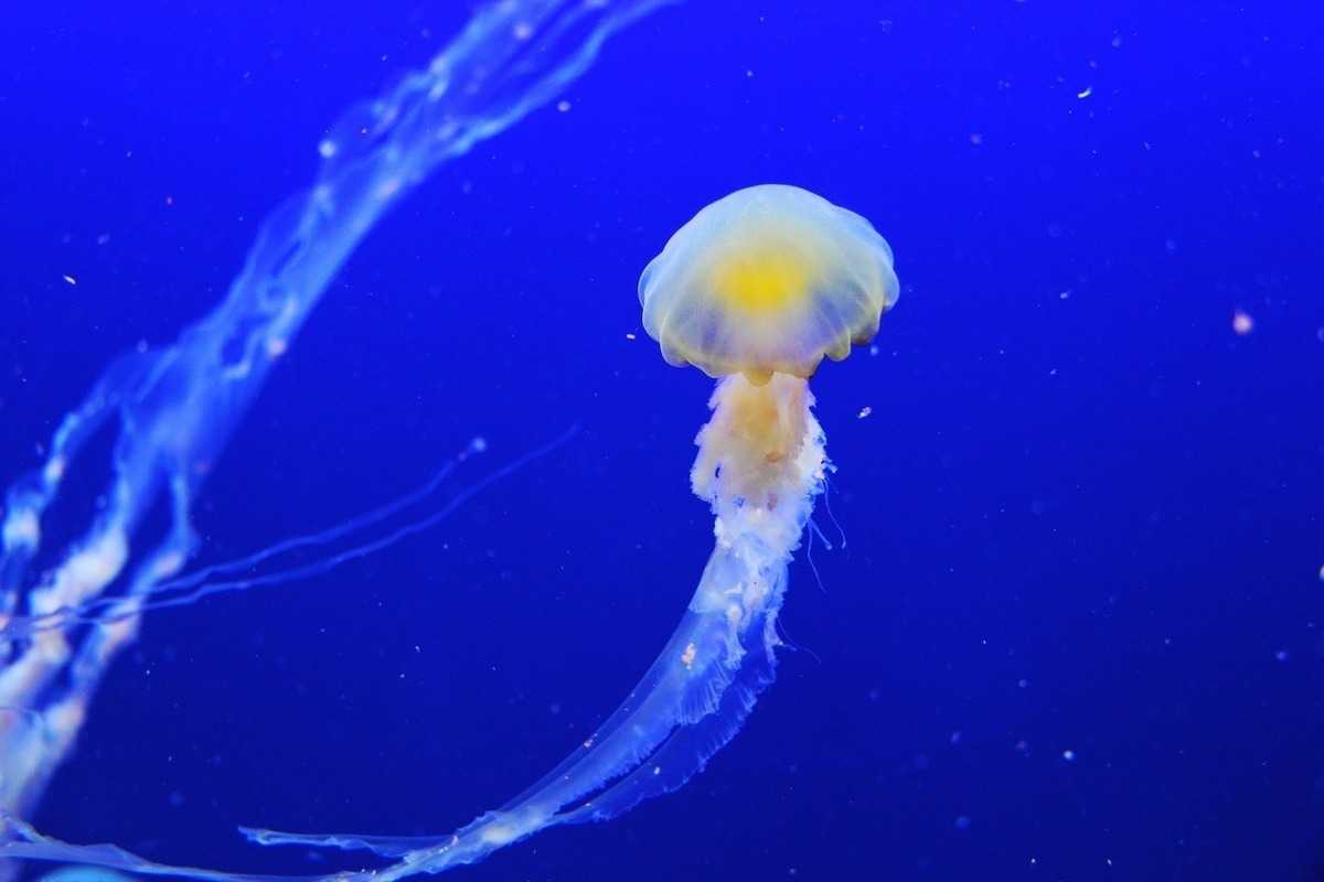 К чему снится  медуза во сне — по 90 сонникам! если видишь во сне медуза что значит?