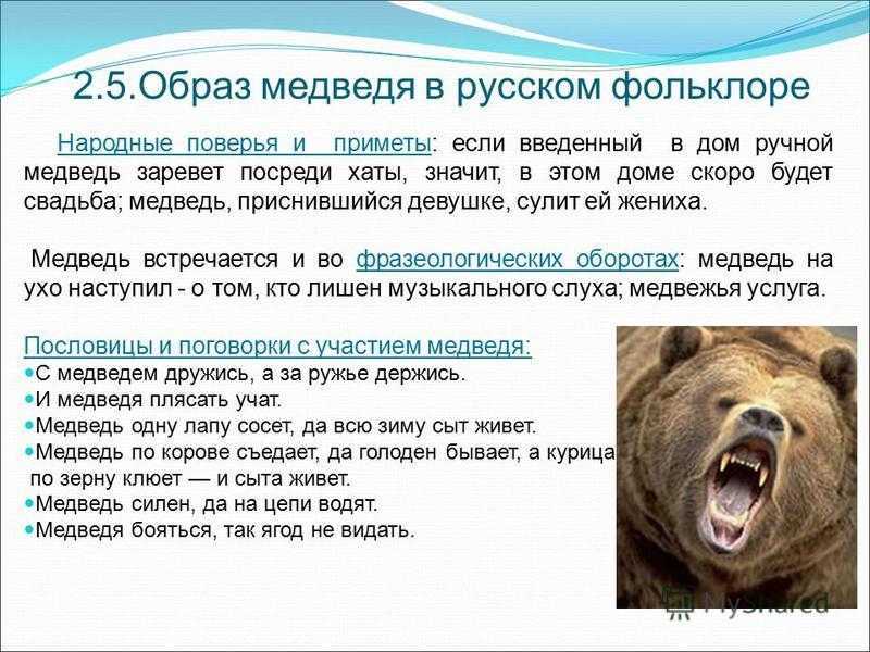 Приснился бурый медведь — толкование сна по сонникам