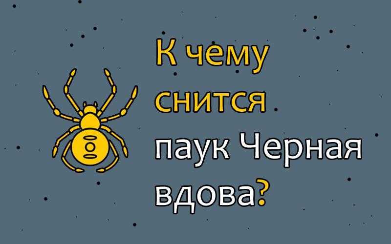Что во сне означает паук? сонник: ядовитый паук, мелкие пауки, ловить паука, пауки в доме. толкование снов - tolksnov.ru