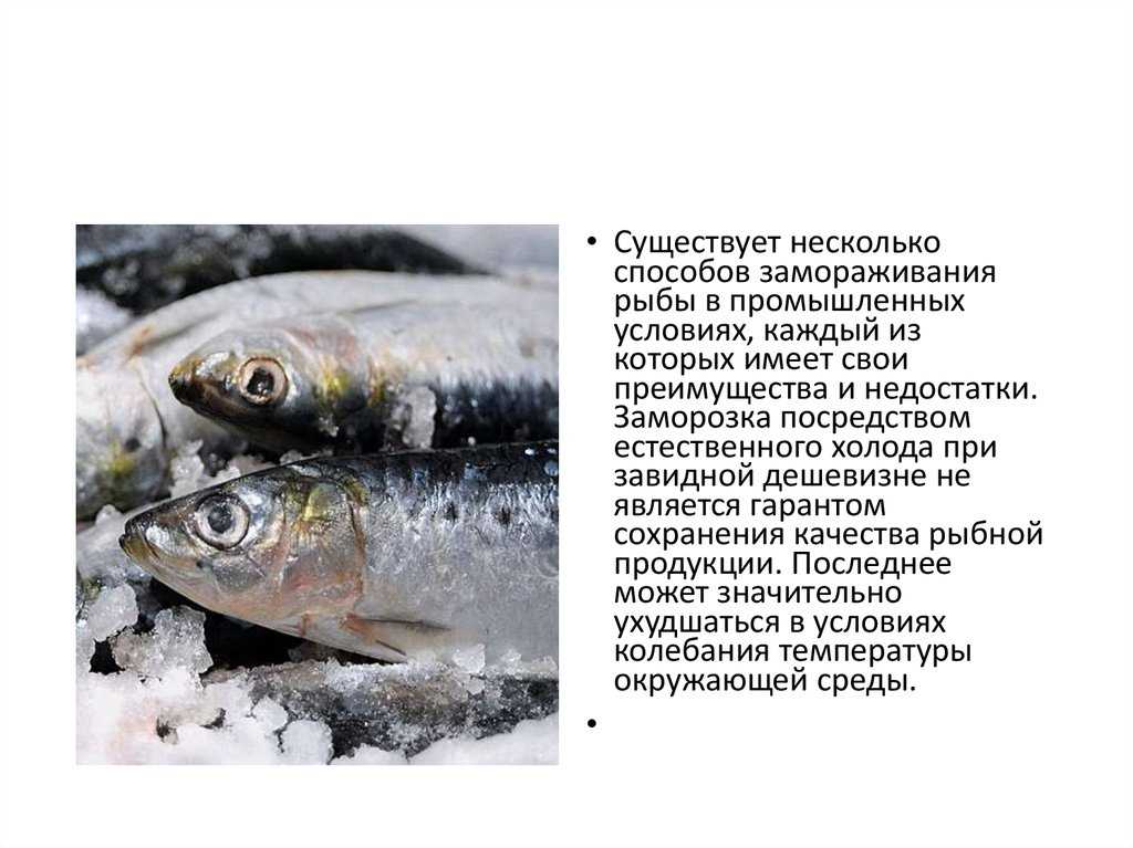 К чему снится рыба: женщине, мужчине, живая, жареная, поймать, мертвая