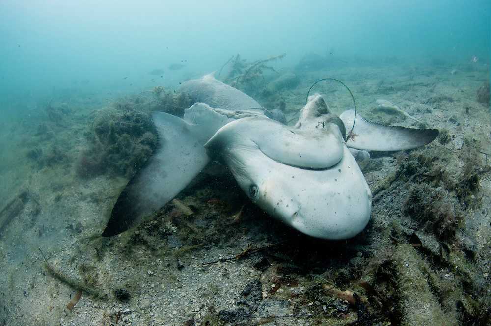 К чему снится акула в воде, на берегу или на суше?  47 толкований сна для женщин и мужчин