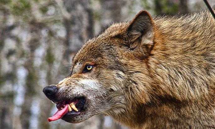 К чему снится  волк во сне — по 90 сонникам! если видишь во сне волк что значит?