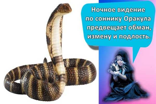 Сонник кобра во сне на сайте сонник гуру