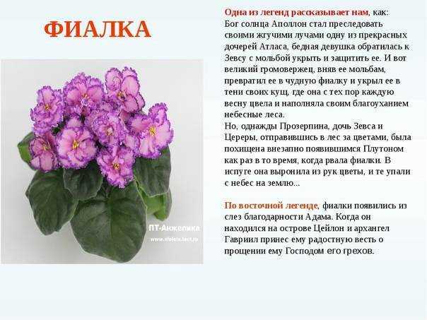 Сонник фиалки к чему снится фиалки во сне?
