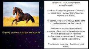 К чему снится черный конь женщине или мужчине — толкование сна по сонникам