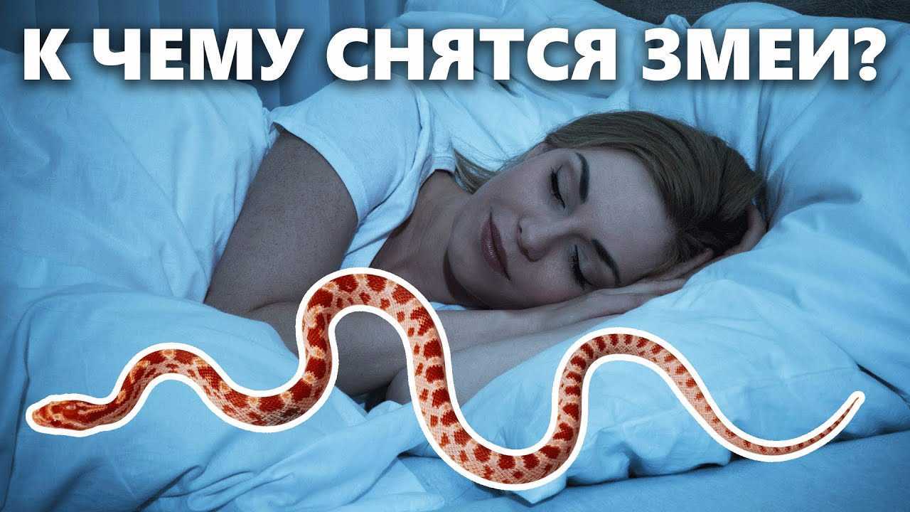Сонник убить змею мужчине. к чему снится убить змею мужчине видеть во сне - сонник дома солнца