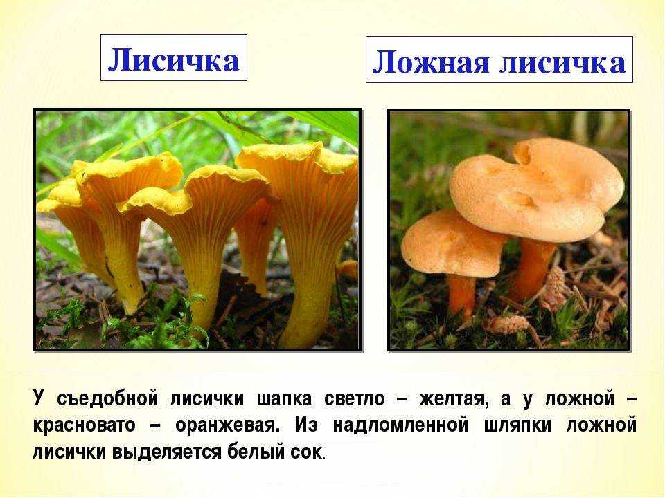 К чему снятся грибы женщине, девушке, беременной – толкование по разным сонникам