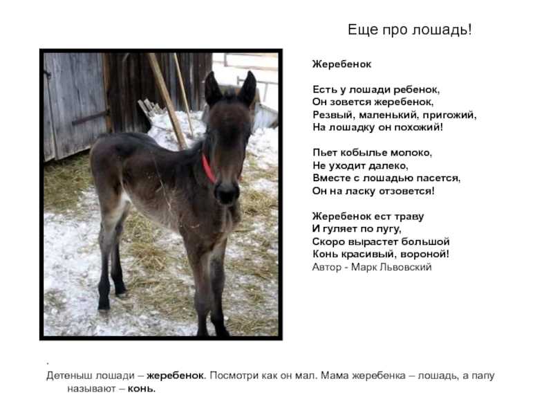 К чему снится жеребенок: женщине, девушке, беременной, мужчине – толкование по разным сонникам