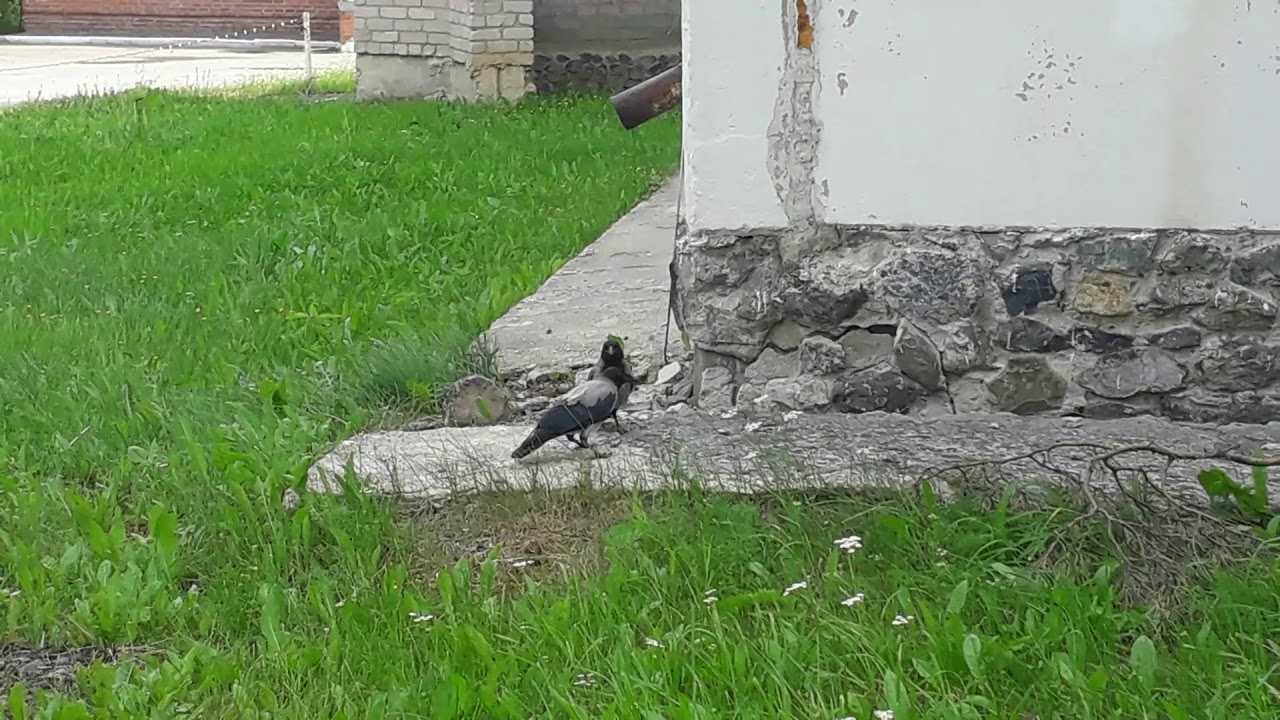К чему снится ворона: черная, большая, залетевшая, клюющая, много, в доме, клетке, гнезде, убить, кормить, каркает, летит