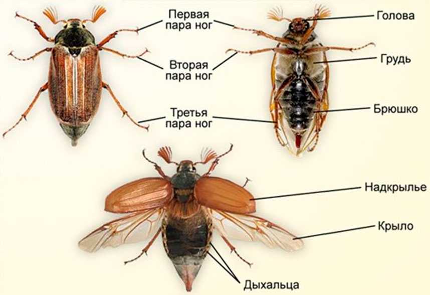 К чему снится сон о больших и маленьких чёрных жуках