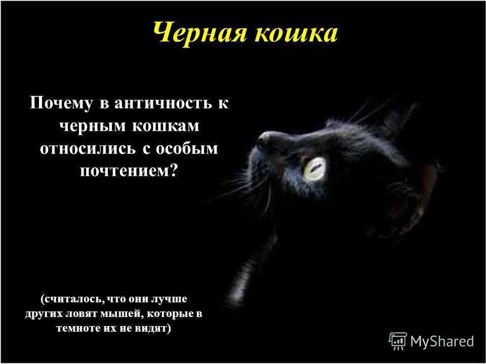 К чему снится кошка с котятами женщине: сонник
к чему снится кошка с котятами женщине: сонник